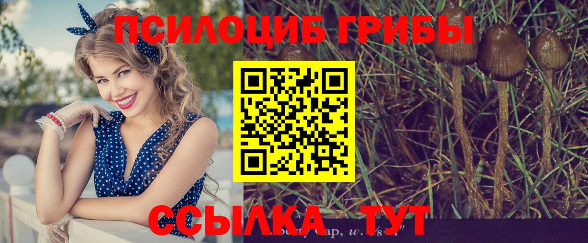 Псилоцибиновые грибы Cubensis  Вход с VPN  Томск 